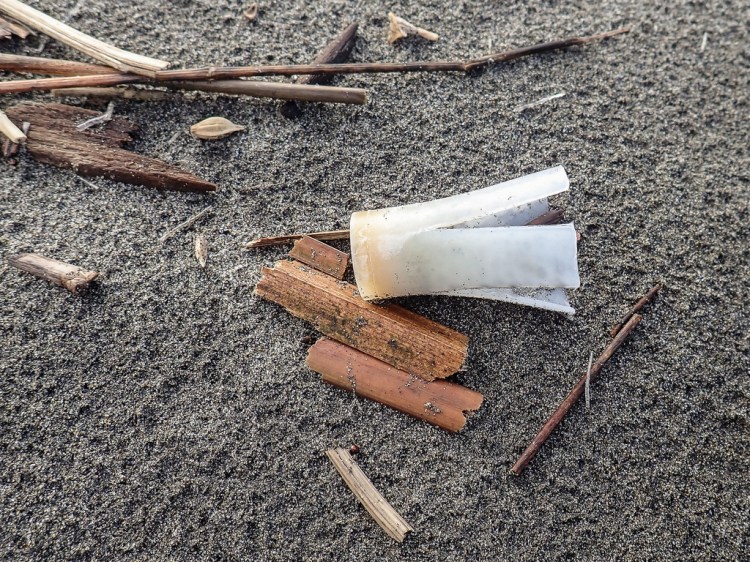 The wad from a shotgun shell