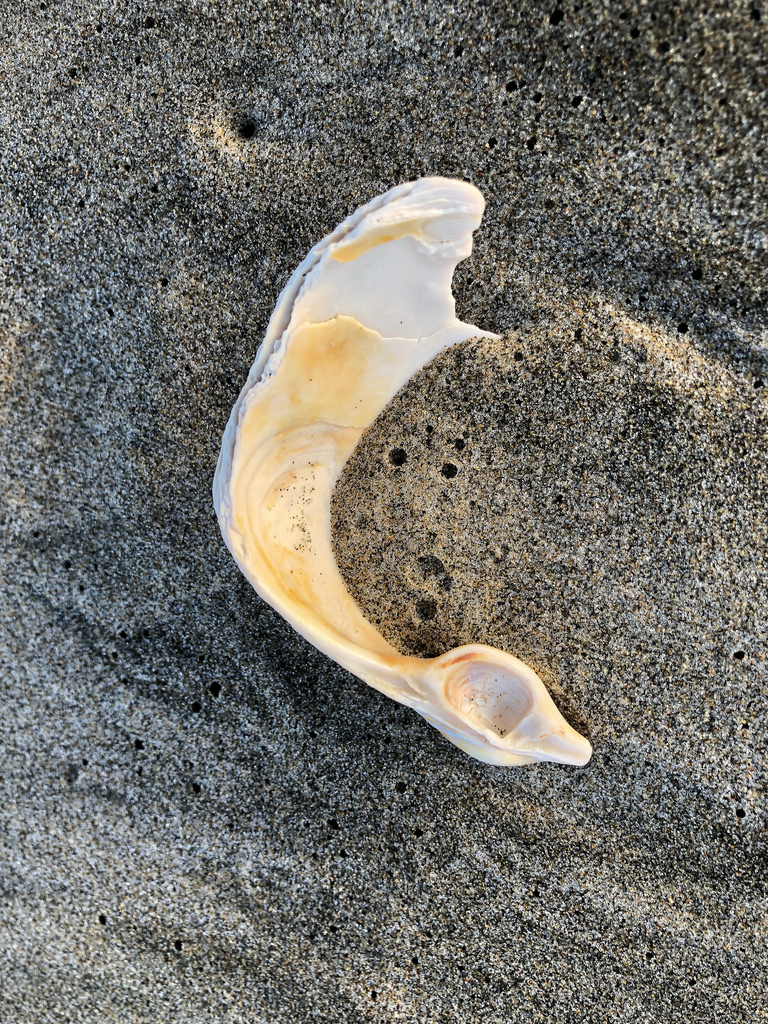 Shell fragment on sand