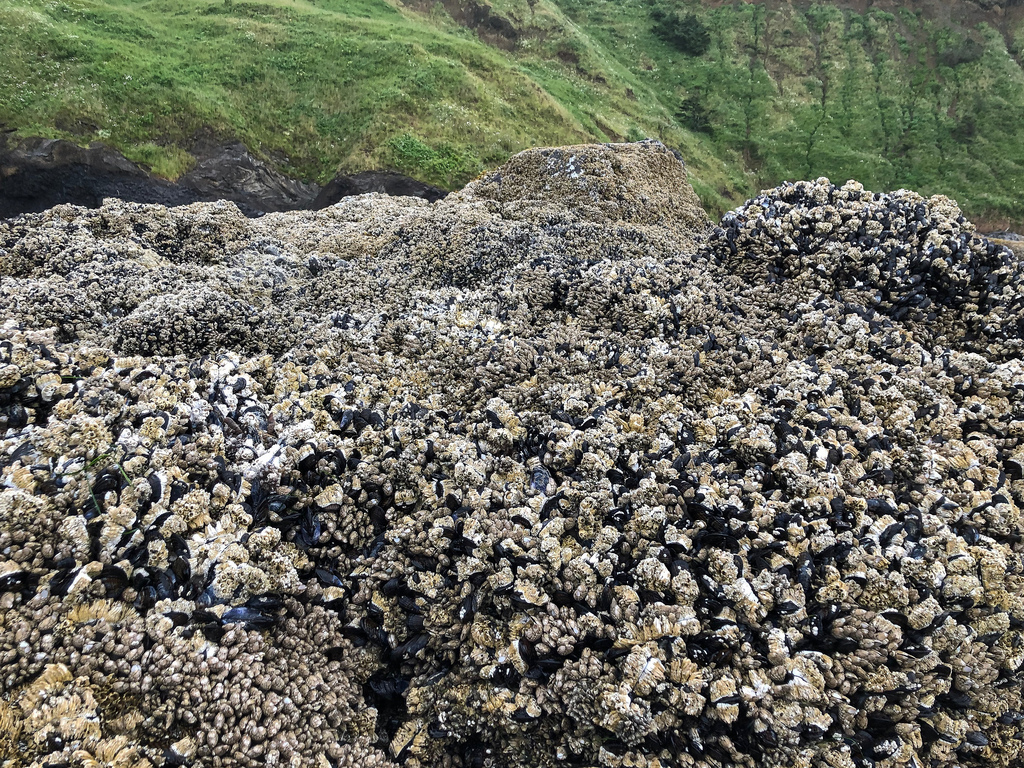 Looking landward, mussel bed in foreground. green coastal slope in the background