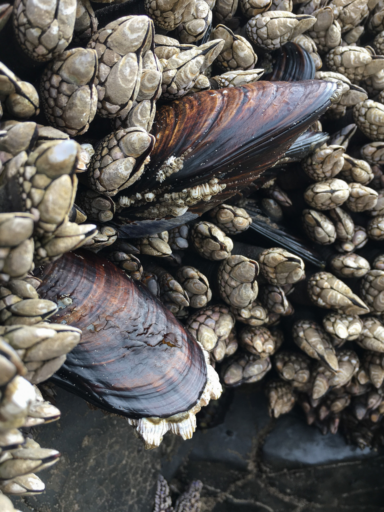 Two large california mussels poking out prominently through some goose neck barnacles