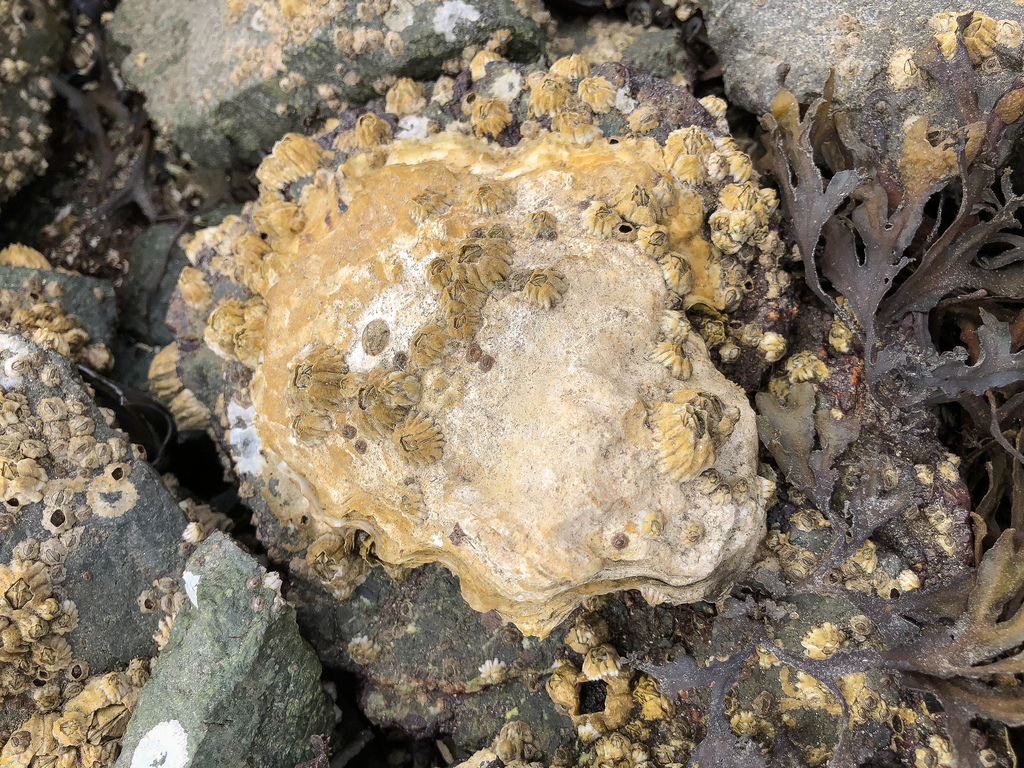 Closeup looking down on a single oyster attached to a rock. Barnacles and Fucus also appear.