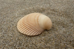 side view of a single orangish valve on sand