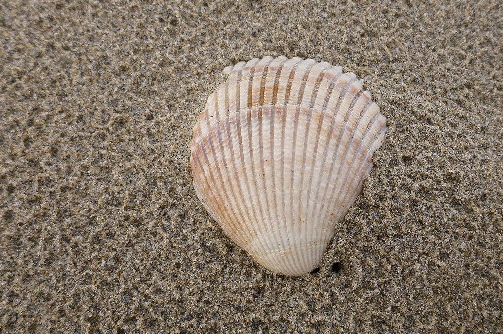 Single valve, viewed from the top, on sand, with raindrops dimpling the sand
