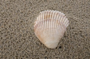 Single valve, viewed from the top, on sand, with raindrops dimpling the sand