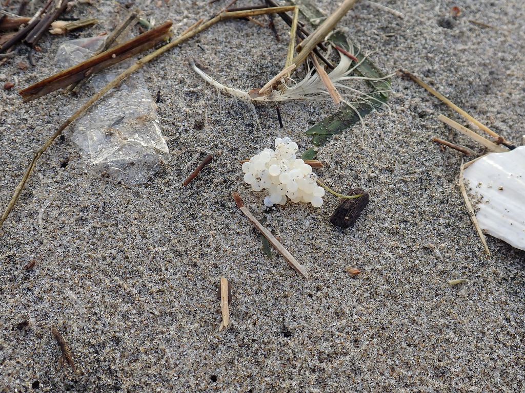 Cluster of round white fish eggs, with a feather, eelgrass, clear plastic, straw, and wood chips