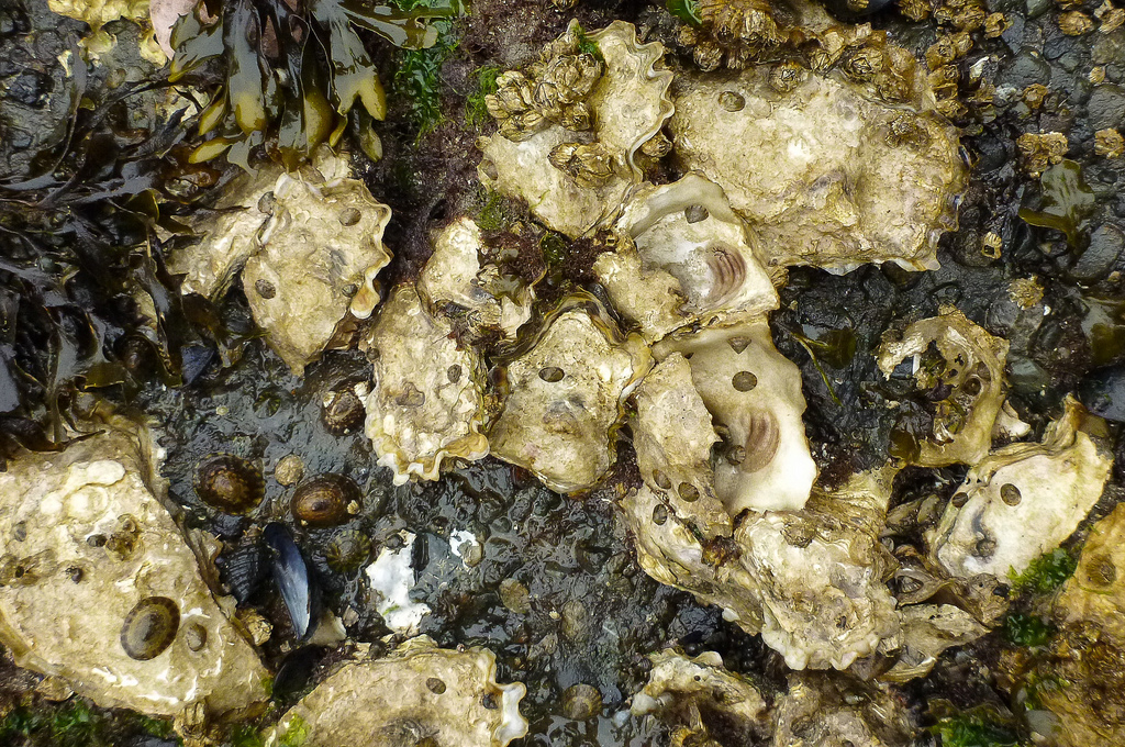 A dozen oysters exposed on a rock at low tide.
