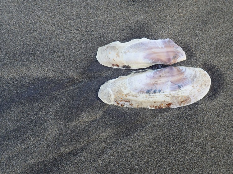 Both valves, Pacific razor clam, on sand