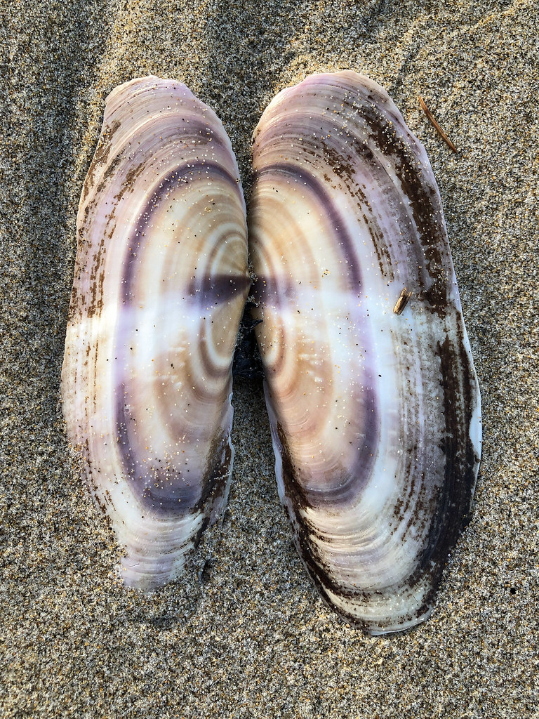 Both valves, exterior surface showing brownish and purple rings