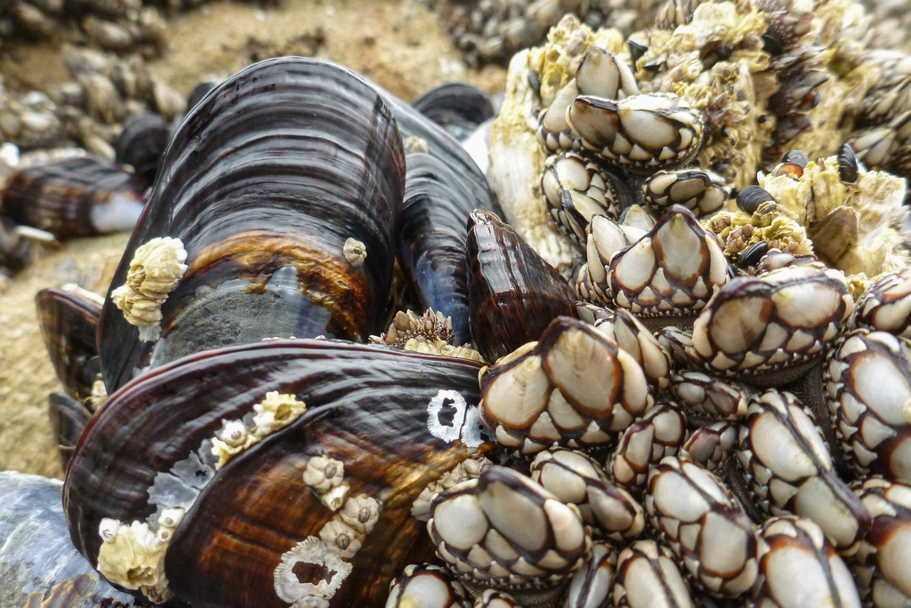 Close view of a few California mussels among some goose neck barnacles