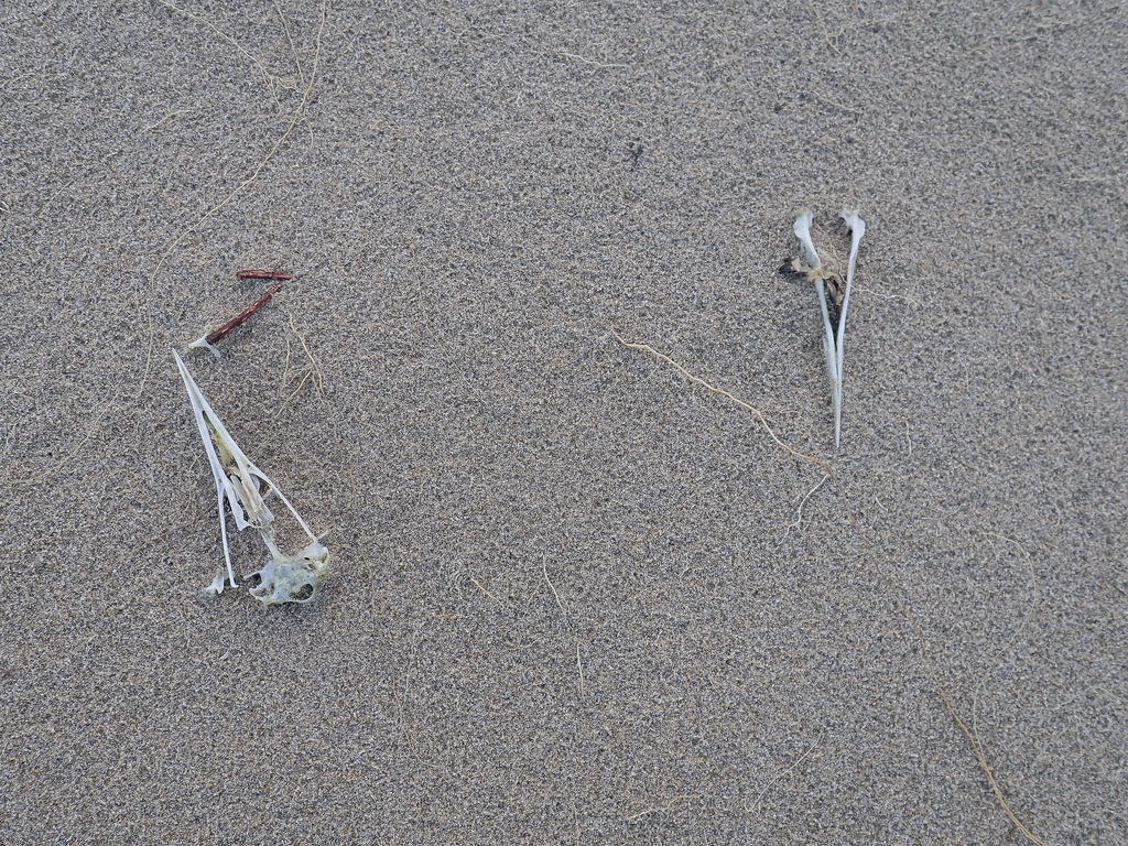 Bird skull and lower jaw on sand