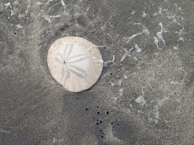 Sand dollar with a pattern of sea foam on the sand