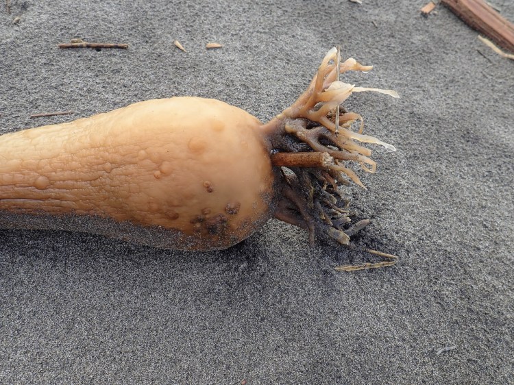 Intimate view of a decaying bull kelp pneumatocyst