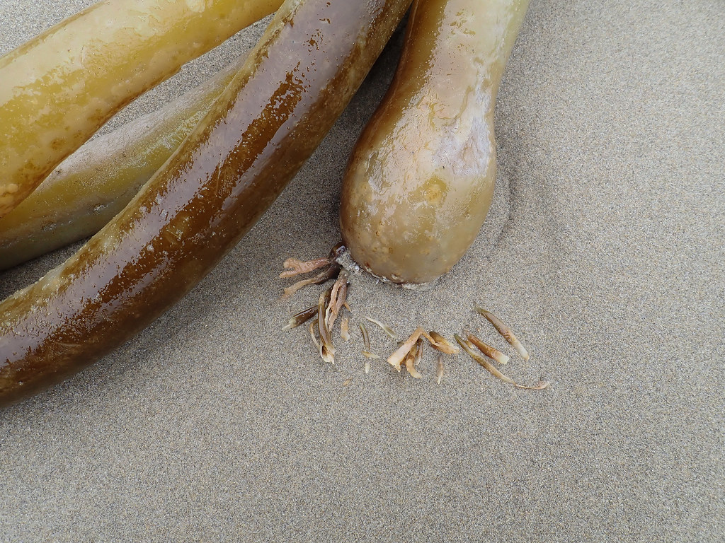 Stipes and pneumatocyst in wet sand, intimate
