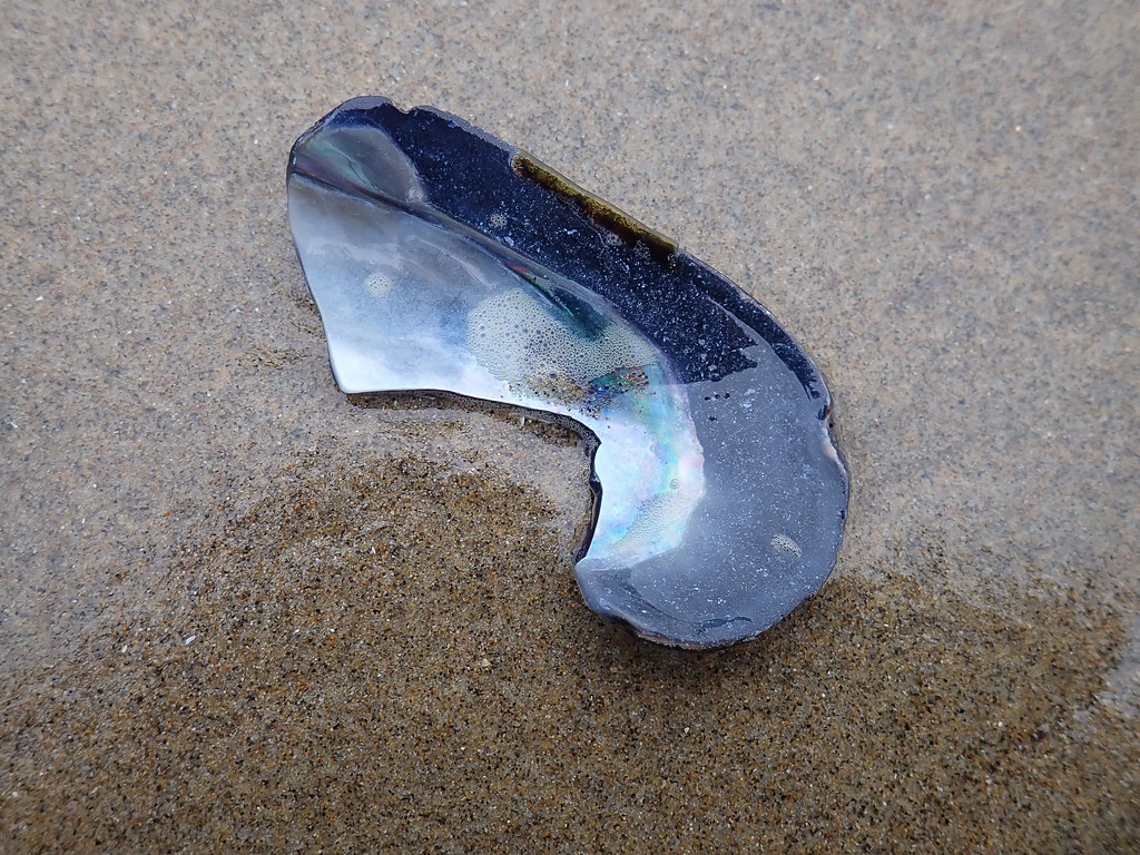 Inside a drifted mussel shell fragment