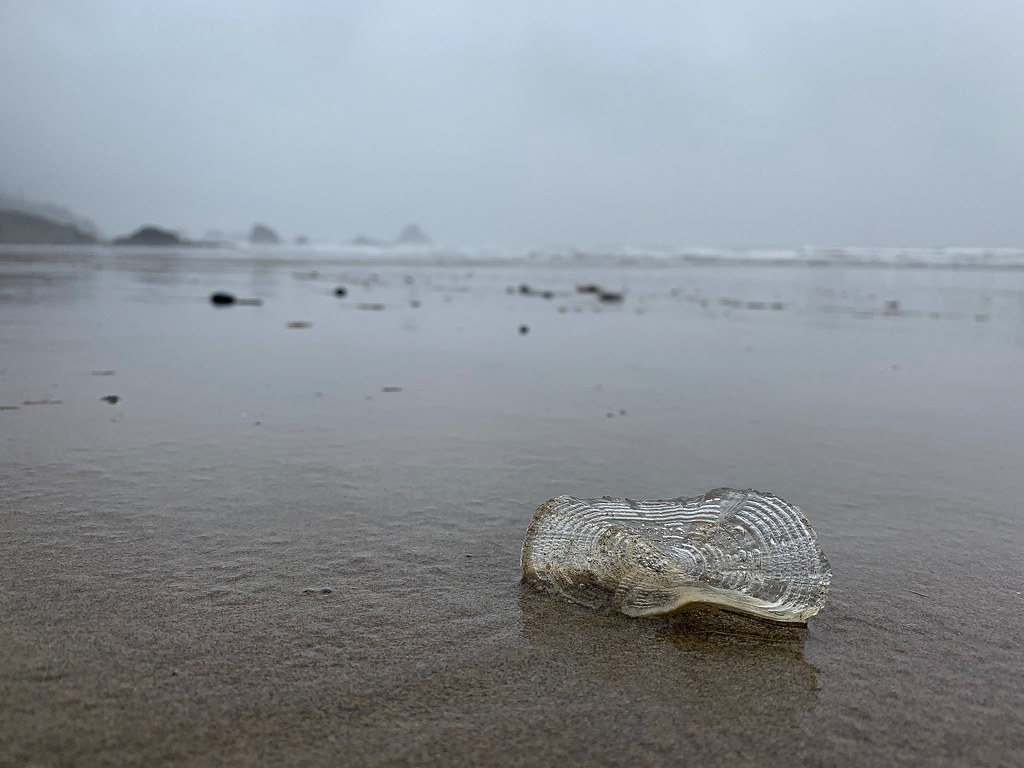 Clear bleached velella test on wet sand, view out to sea