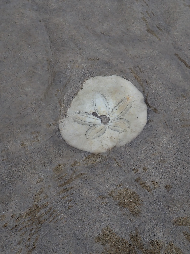 More or less intact, in the swash