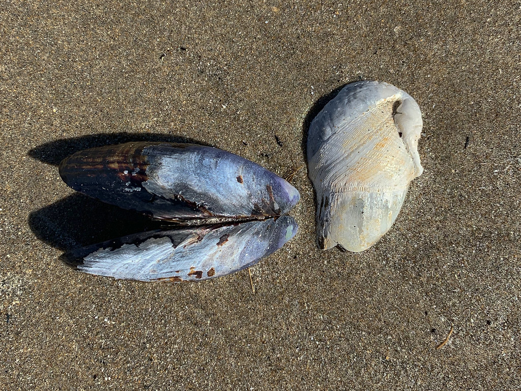 Drifted shells on sand
