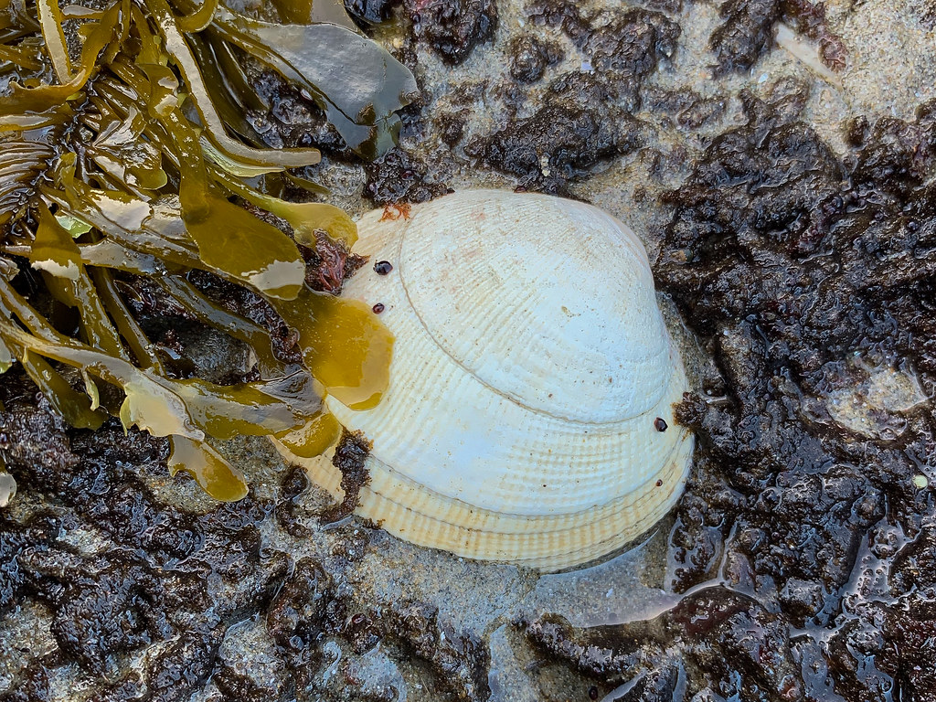 Drifted bleached shell