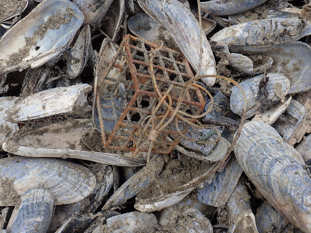 Bait box from a lost Dungeness crab trap