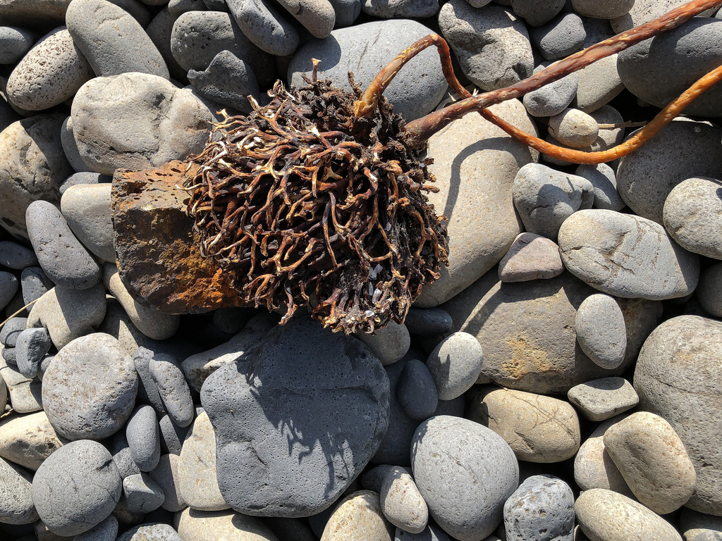 Dried, on the cobbles