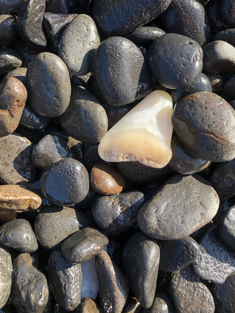 Ivory-colored, in the cobbles