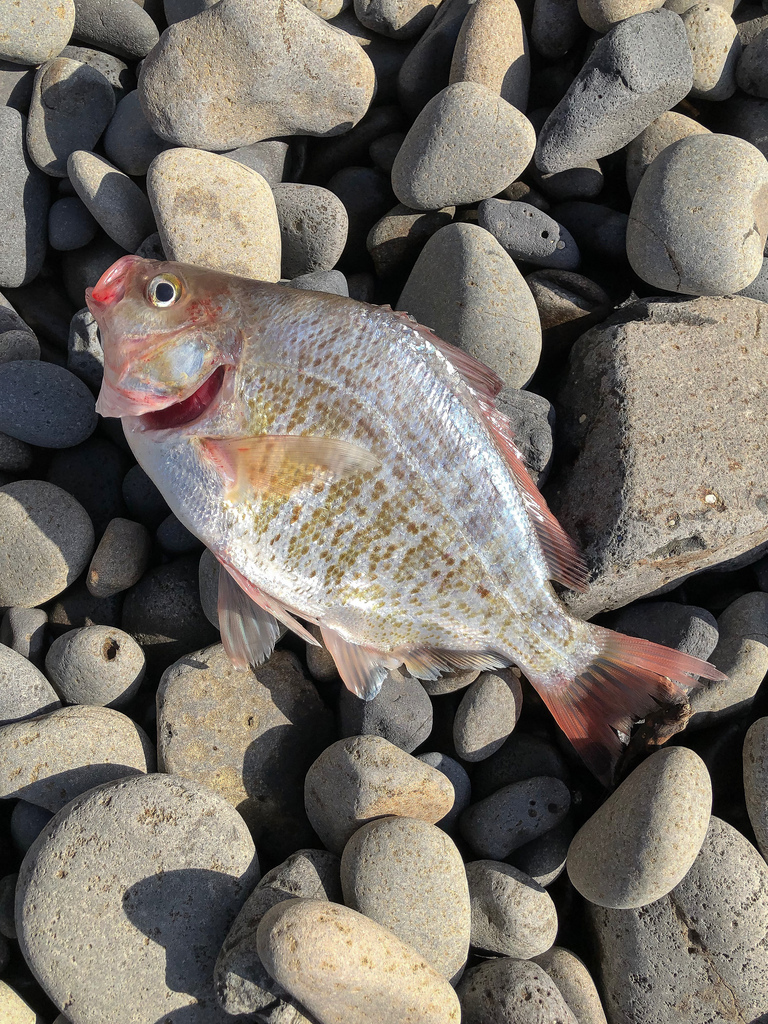 Fresh redtail on the cobbles
