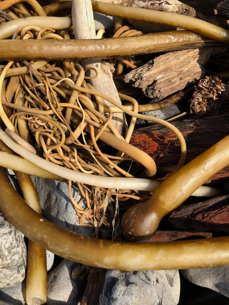 A tangle of drift bull bull kelp