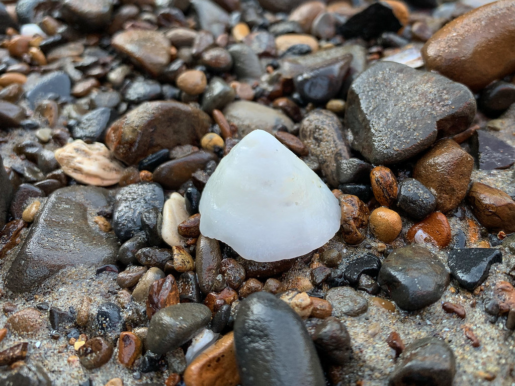 Beched drifted shell on gravel, small cobble