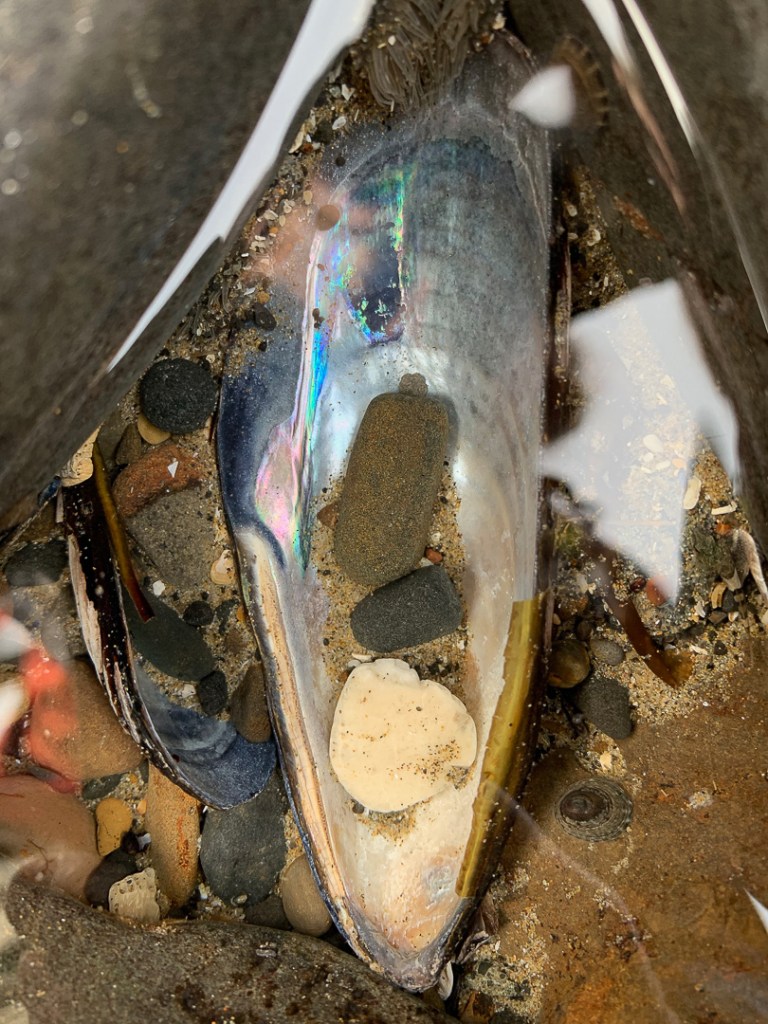 Pearly inside surface of a drifted mussel shell