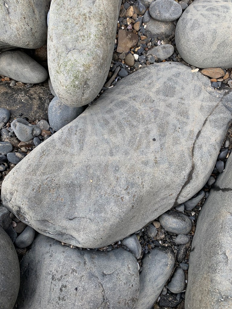 Snail tracks on the tops of cobbles