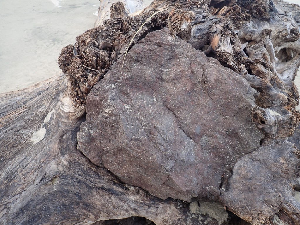 boulder in a root crown