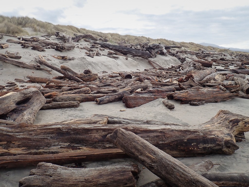 View from the upper beach to the foredune
