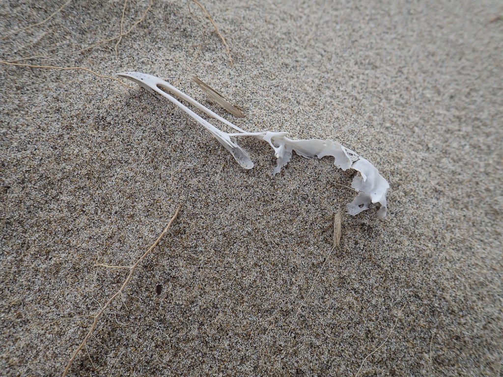 Bleached bird skull