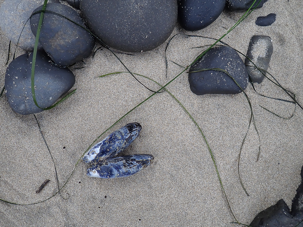Coobles, drifted mussel shell, drifted surf grass, on wet sand