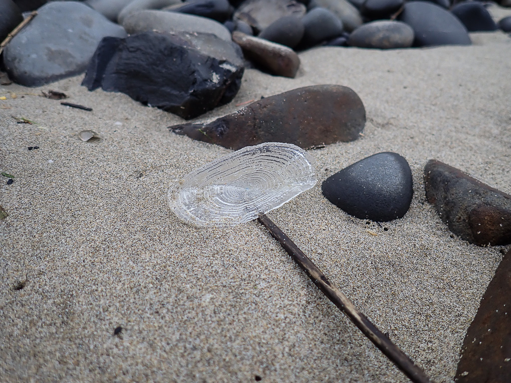 Among the cobbles on wet sand