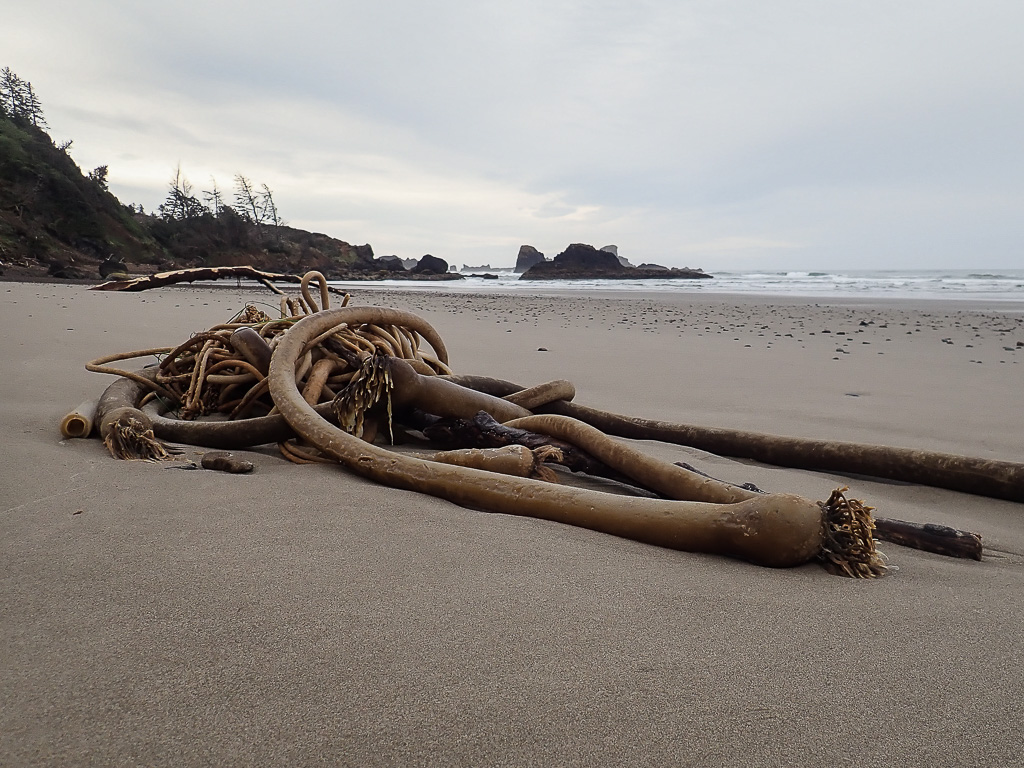 Up on wet sand, view out across a headland and the surf beyond