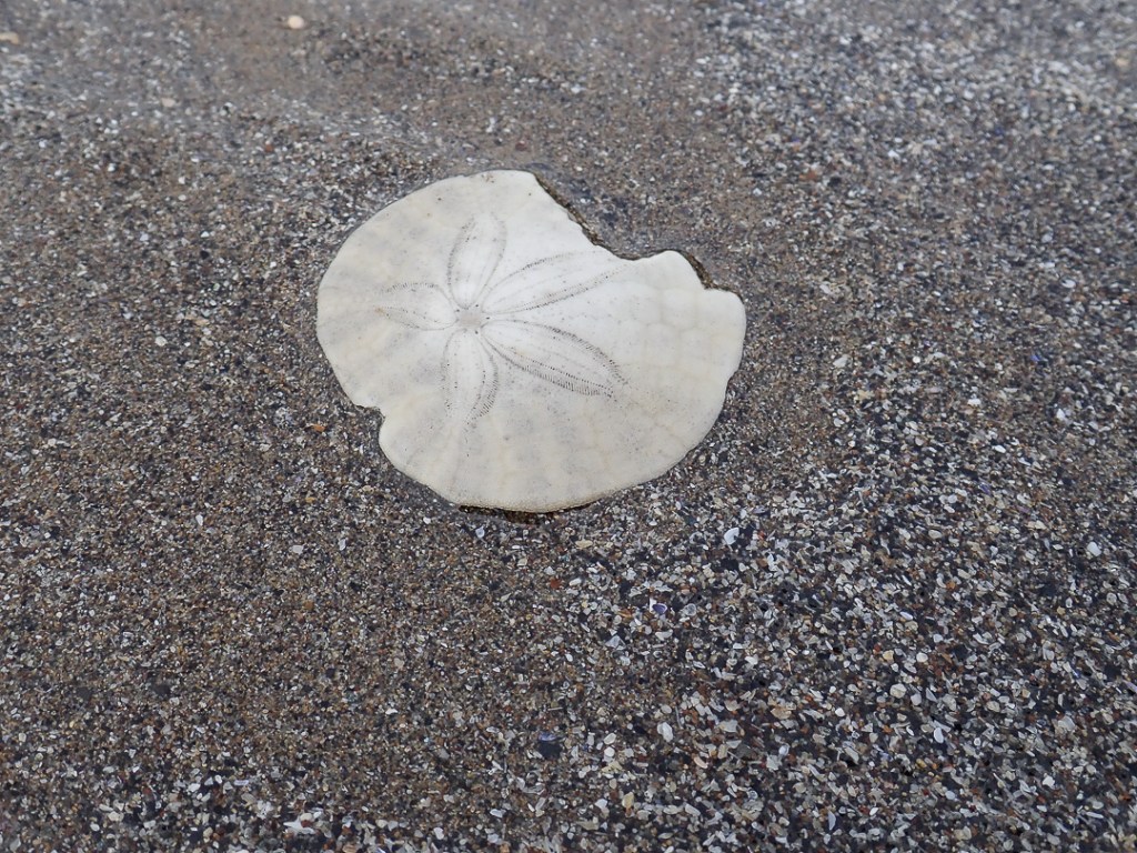 Bleached, fragmented shell on cause wet sand