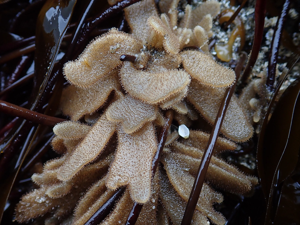 It kind of looks like an alga, spiny leather bryozoan
