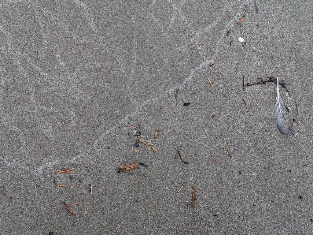 Invertebrate tracks in the sand, partially washed away in the swash
