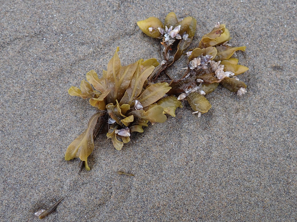 Drift Fucus on sand with small pelagic goose barnacles