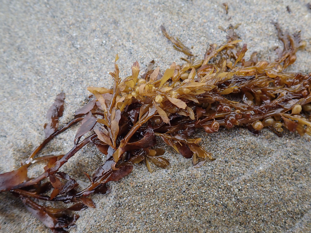 Drifted, on wet sand