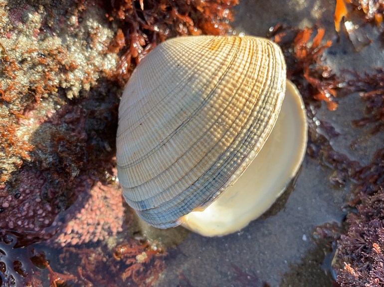 Bleached empty shell, both valves