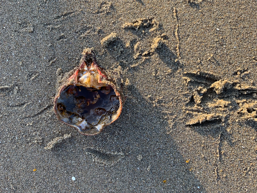 A northern kelp crab Pugettia producta on the sand surrounded by bird tracks.