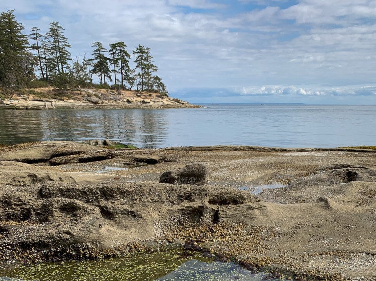 Conifers on a rocky outcrop, placid waters