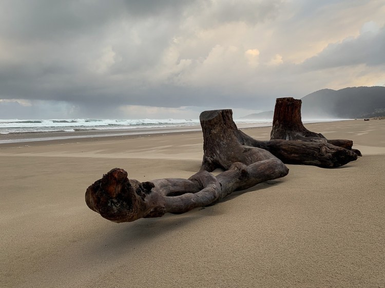 two similar drifted stumps, together on sand