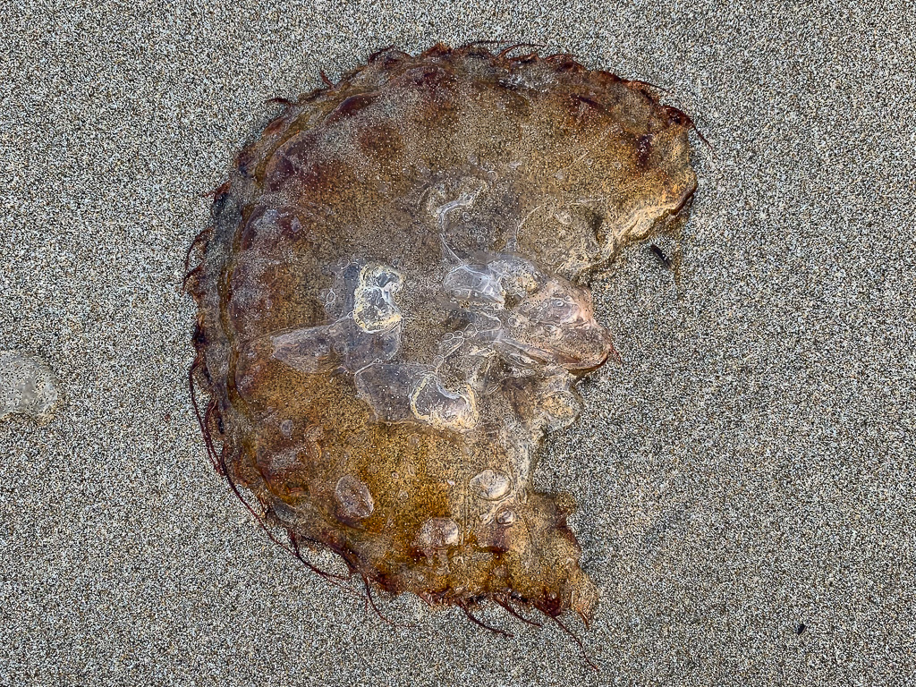 Closeup of most of a beached Pacific sea nettle jellyfish Chrysaora fuscescens  resting on the sand.
