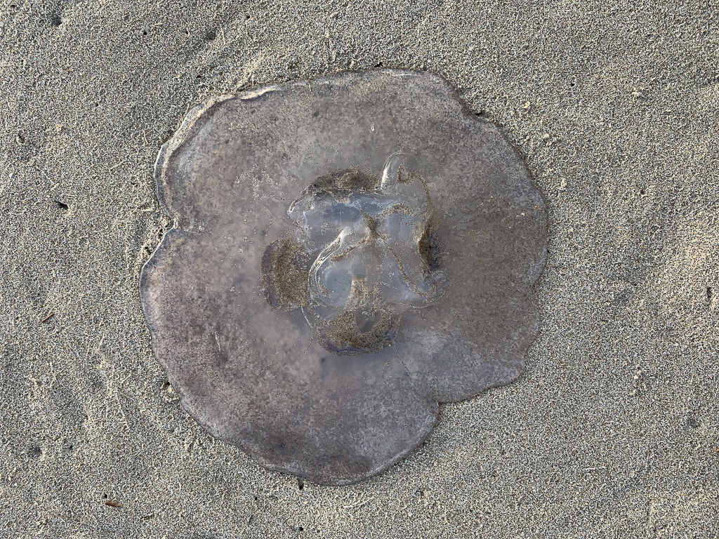 Closeup of a beached moon jelly Aurelia labiata resting on the sand.