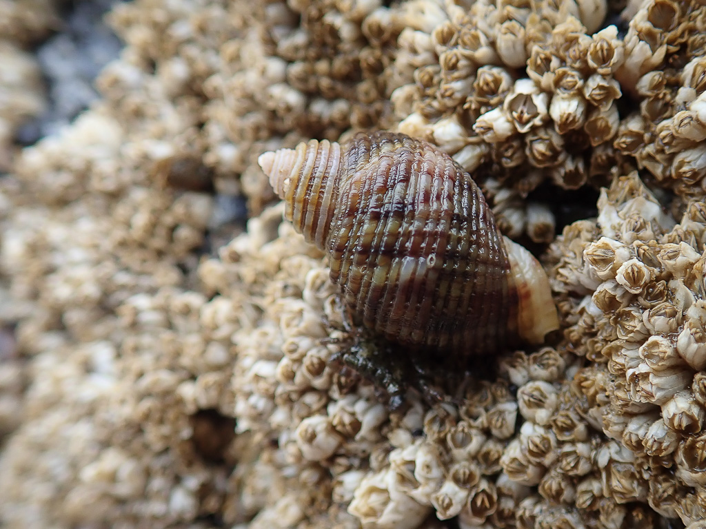A closeup of a lone snail on a background of barnacles.