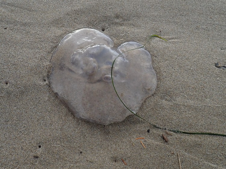moon jelly on sand