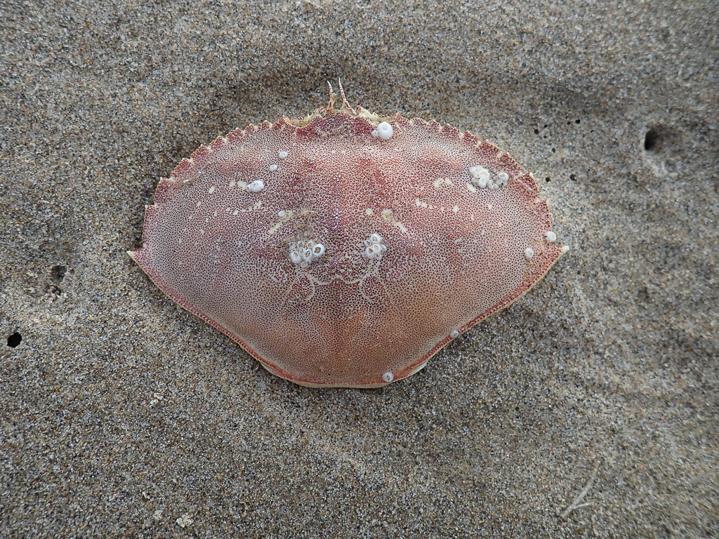 Carapace, on sand